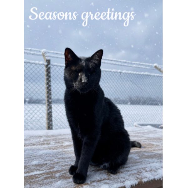 Pack of 5 cards