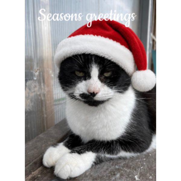 Pack of 5 cards