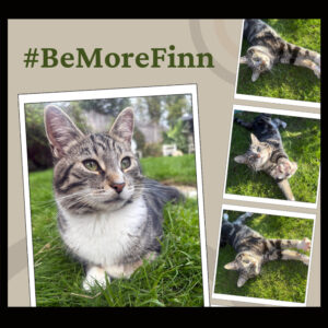 #BeMoreFinn - SCRT Finn the Marvellous 2027 Wall Calendar
