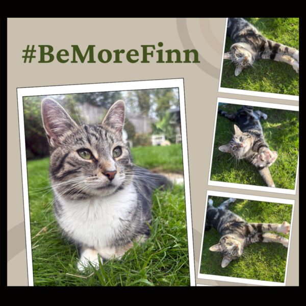 #BeMoreFinn - SCRT Finn the Marvellous 2027 Wall Calendar
